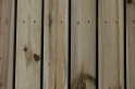 Terassi 31